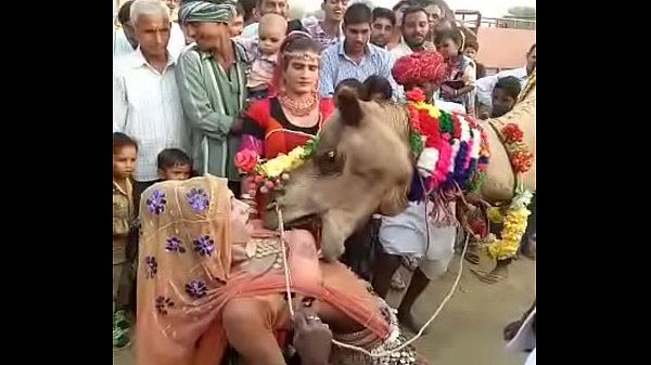 कॅमल सक्ड बूब्स ऑफ राजस्थानी गर्ल